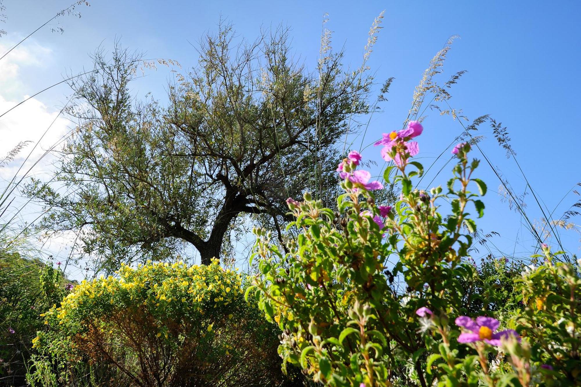 Kallikoros Country Resort & Spa Νότο Εξωτερικό φωτογραφία