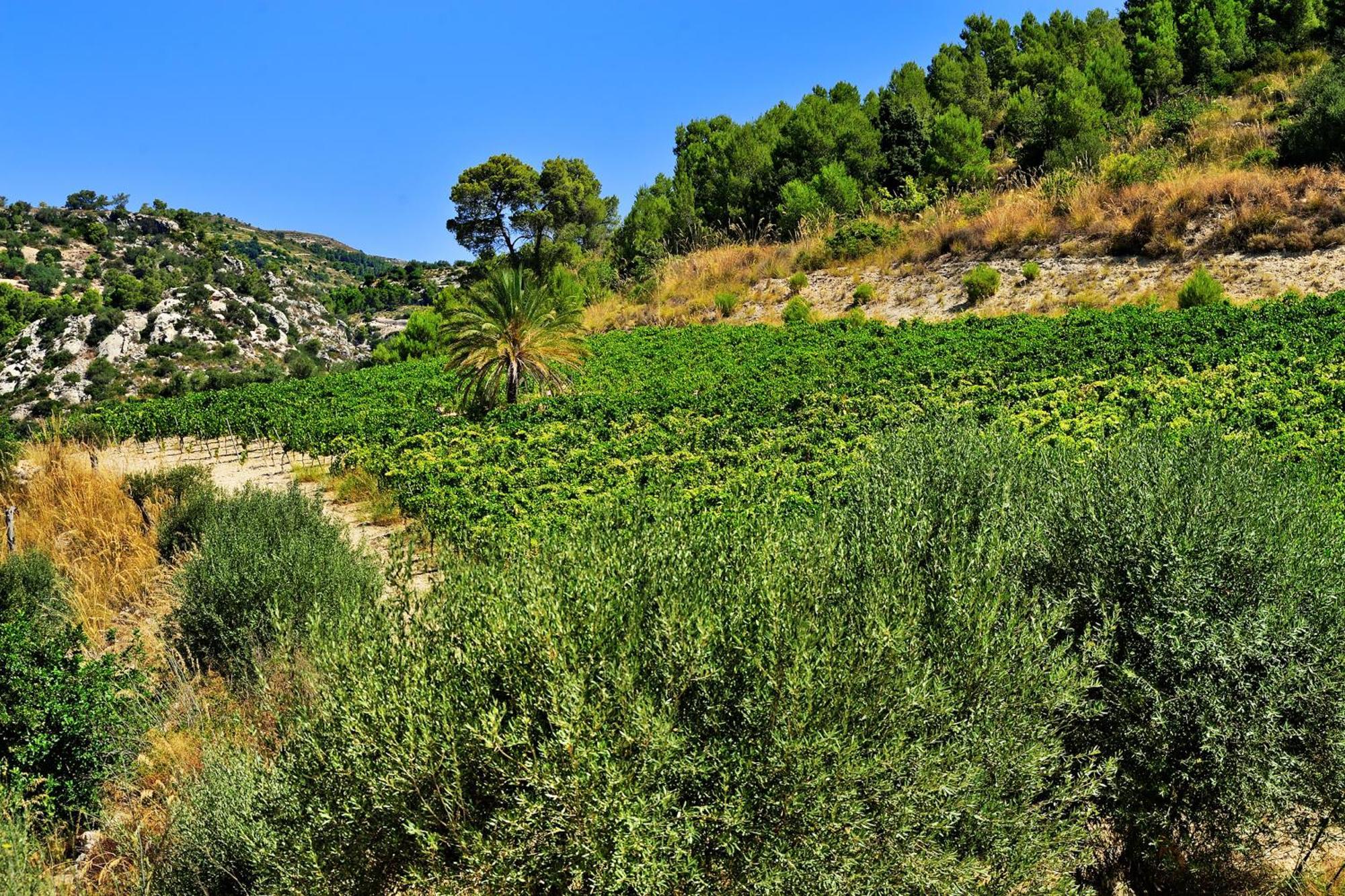 Kallikoros Country Resort & Spa Νότο Εξωτερικό φωτογραφία