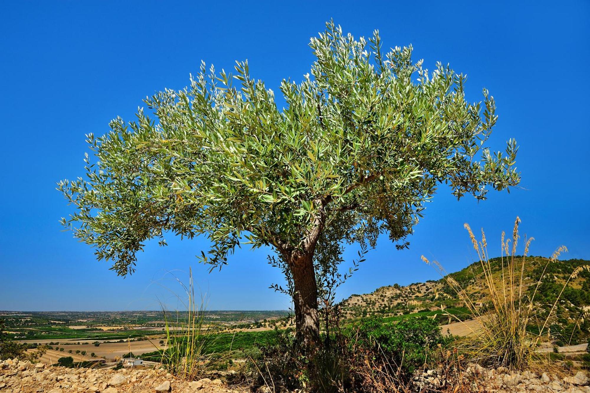 Kallikoros Country Resort & Spa Νότο Εξωτερικό φωτογραφία