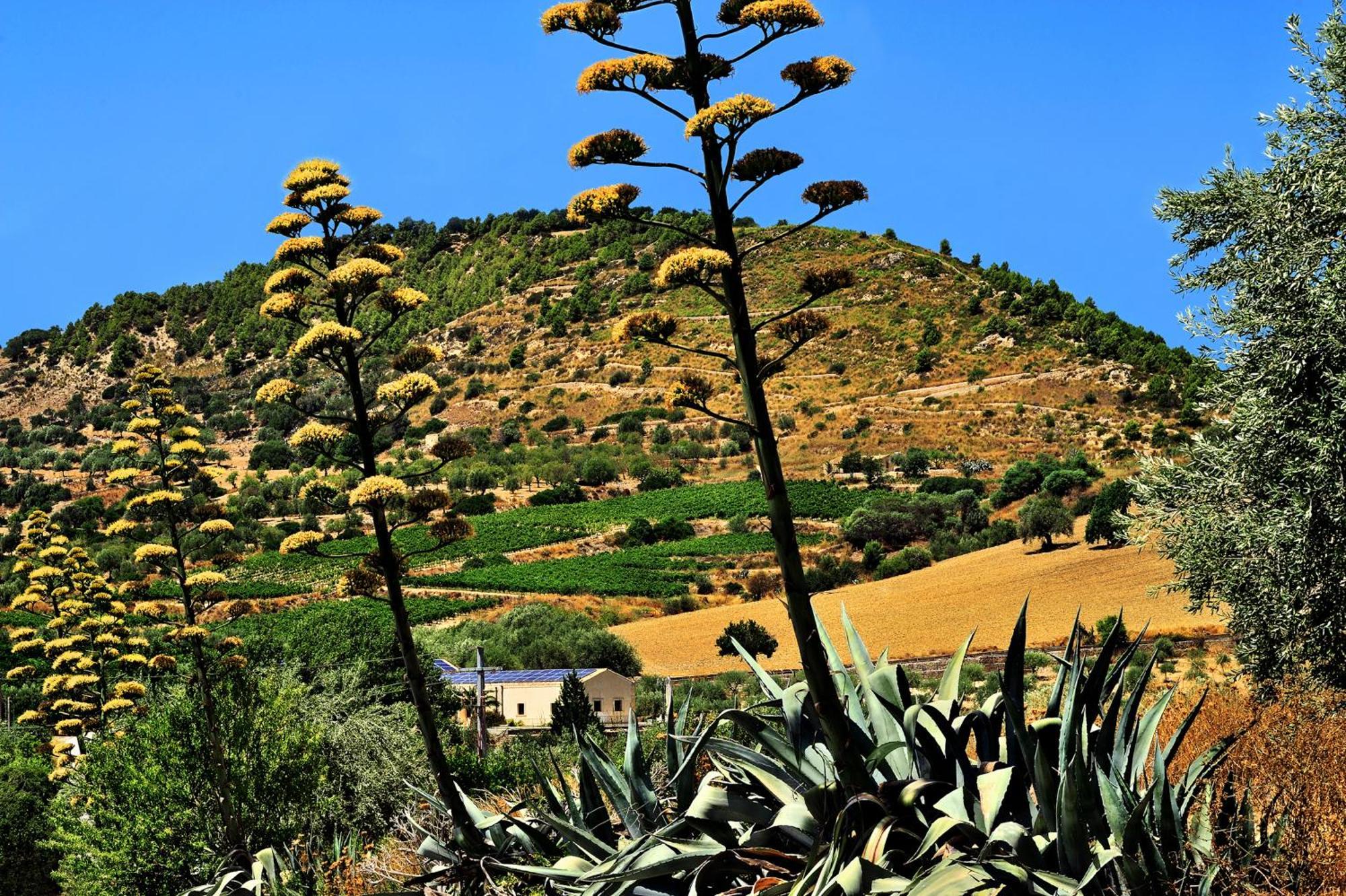 Kallikoros Country Resort & Spa Νότο Εξωτερικό φωτογραφία