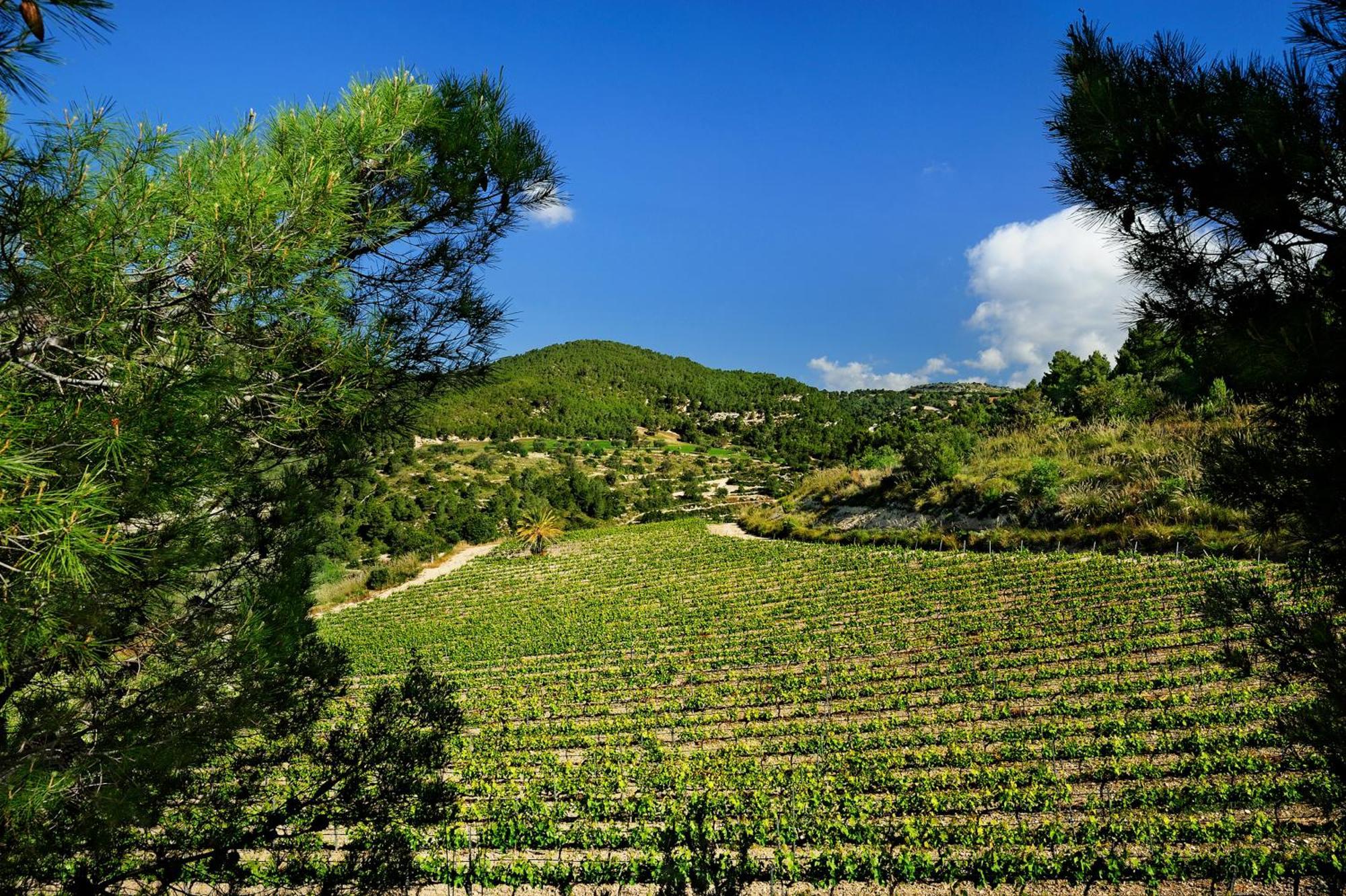 Kallikoros Country Resort & Spa Νότο Εξωτερικό φωτογραφία