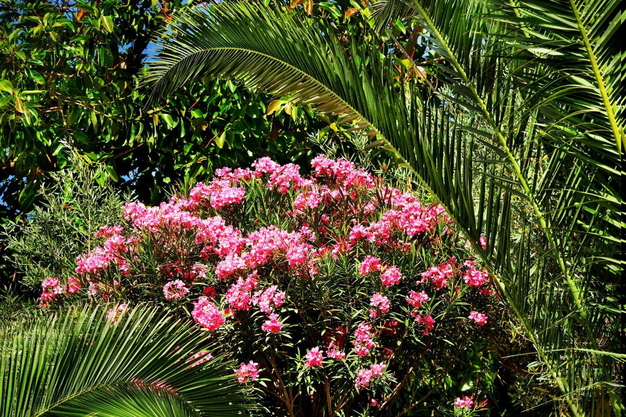 Kallikoros Country Resort & Spa Νότο Εξωτερικό φωτογραφία