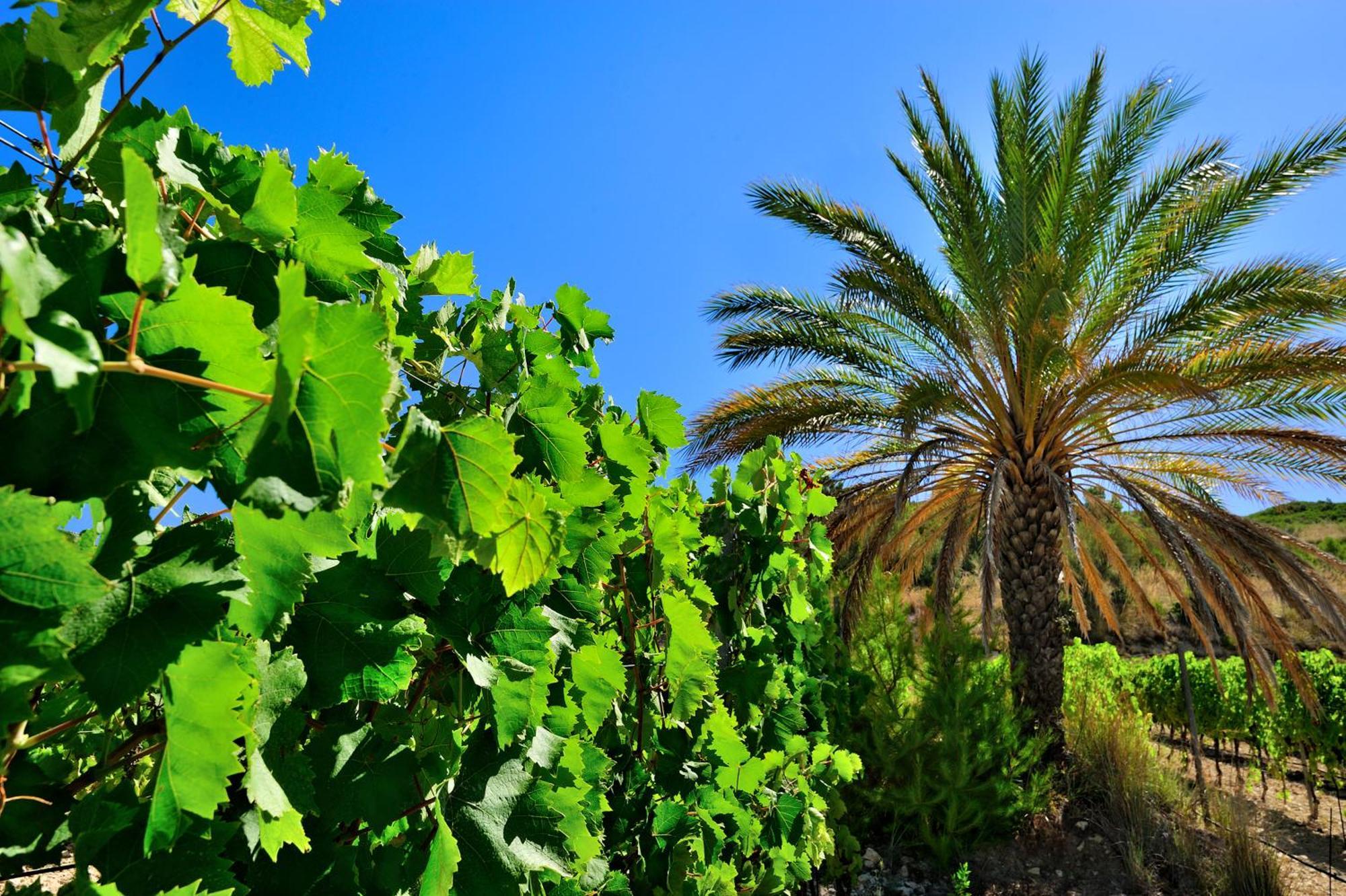 Kallikoros Country Resort & Spa Νότο Εξωτερικό φωτογραφία