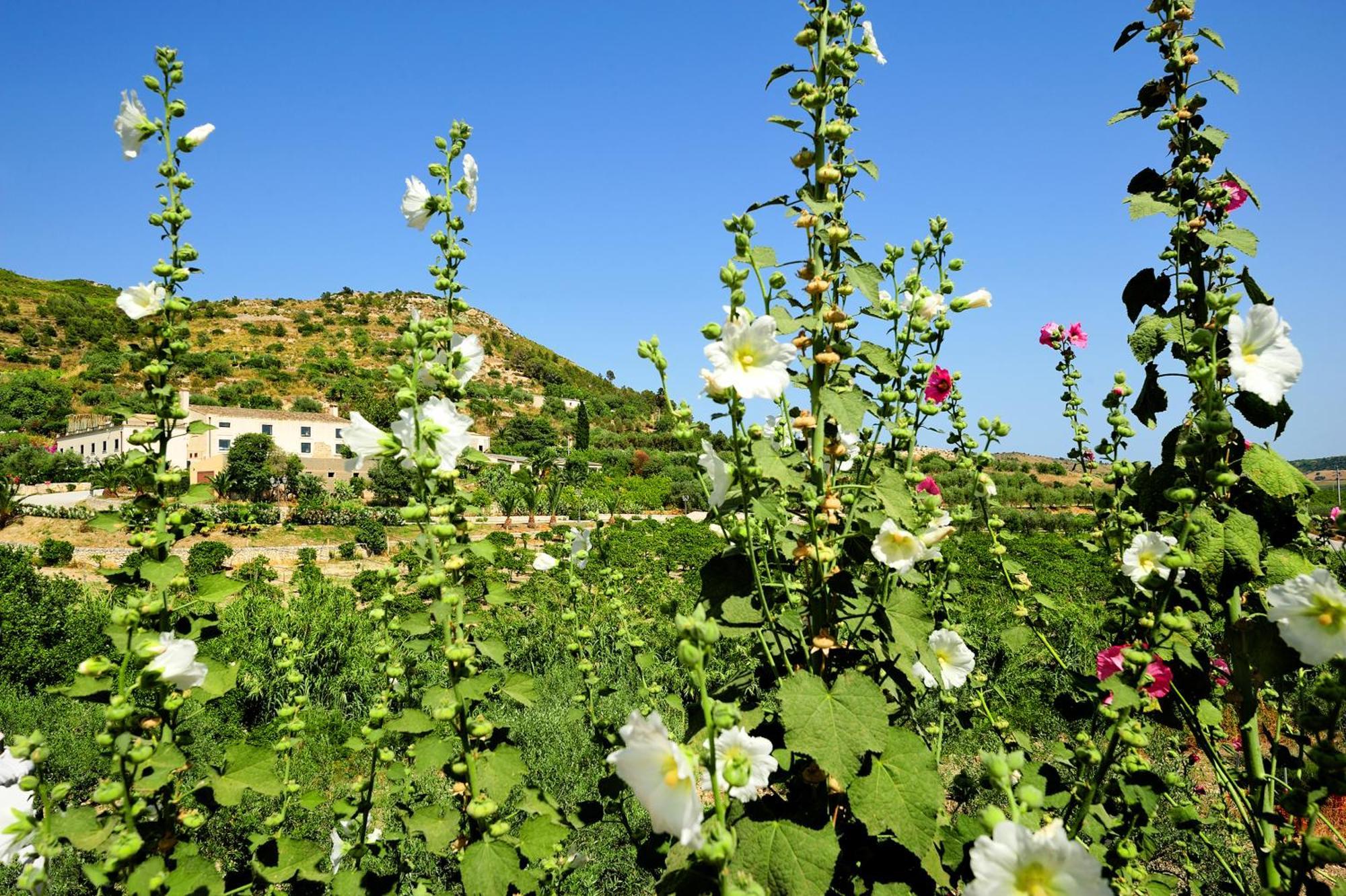 Kallikoros Country Resort & Spa Νότο Εξωτερικό φωτογραφία