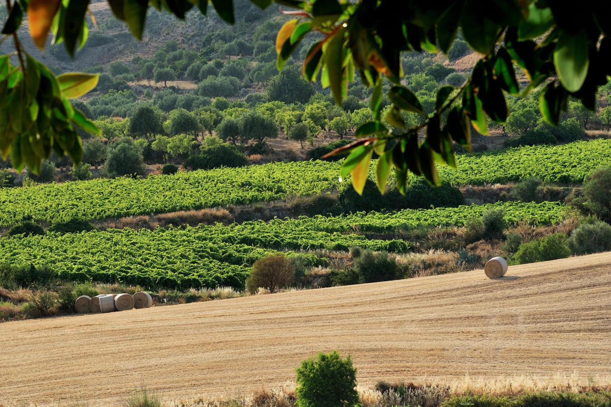 Kallikoros Country Resort & Spa Νότο Εξωτερικό φωτογραφία